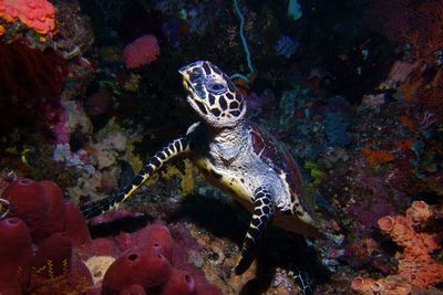 turtle coral reef Indonesia