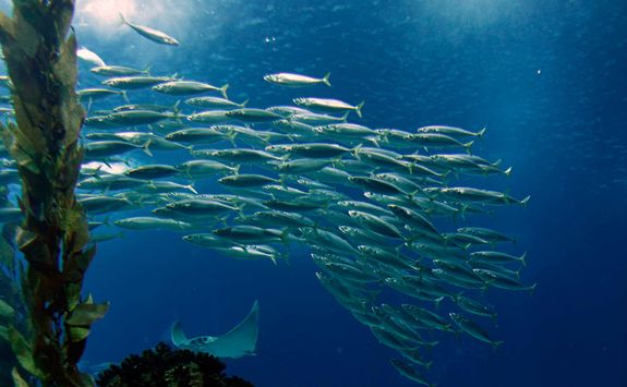 Shoal of Mackerel