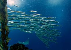 Shoal of Mackerel
