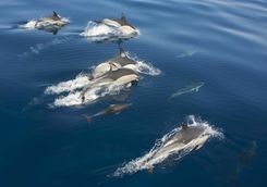 Dolphin spotting in Sao Miguel