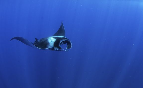 Manta ray in the Azores