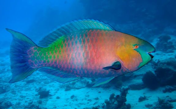 Multi-coloured Parrotfish