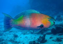 Multi-coloured Parrotfish