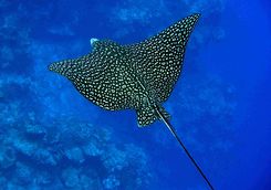 Eagle ray in the Azores