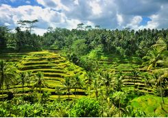 Rice paddies Bali Indonesia