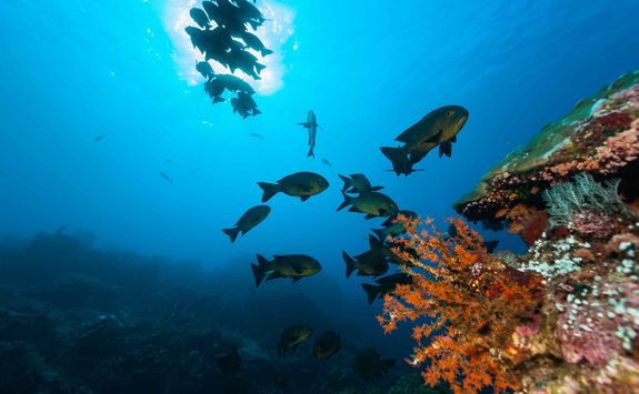 scuba diving travel komodo