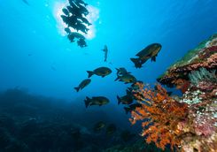 scuba diving travel komodo