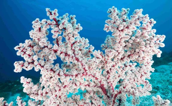 coral moyo island diving