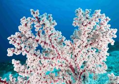 coral moyo island diving