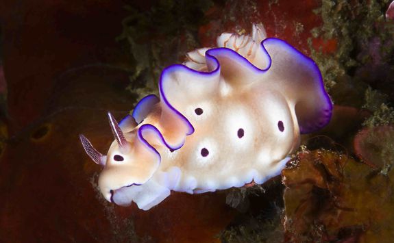 nudibranch macro diving indonesia