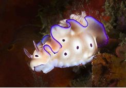 nudibranch macro diving indonesia