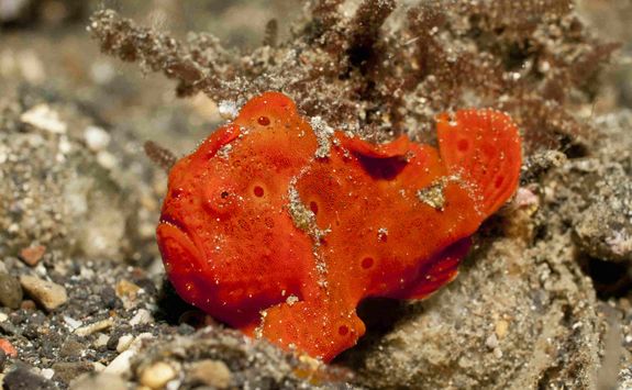 frogfish muck diving komodo