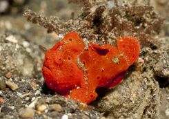 frogfish muck diving komodo