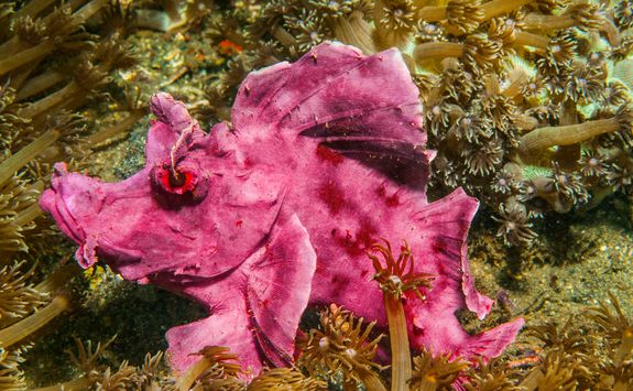 leaf scorpionfish