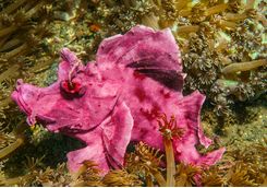 leaf scorpionfish