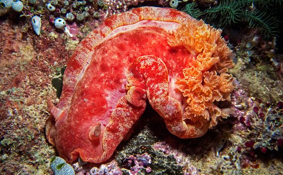 spanish dancer nudibranch