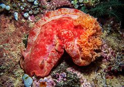 spanish dancer nudibranch