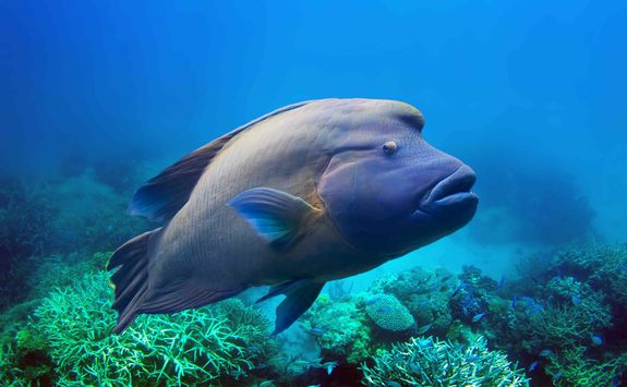 giant maori wrasse Komodo National Park