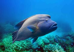 giant maori wrasse Komodo National Park