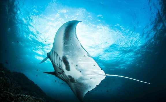 manta ray cleaning station Indonesia 