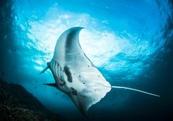 manta ray cleaning station Indonesia 