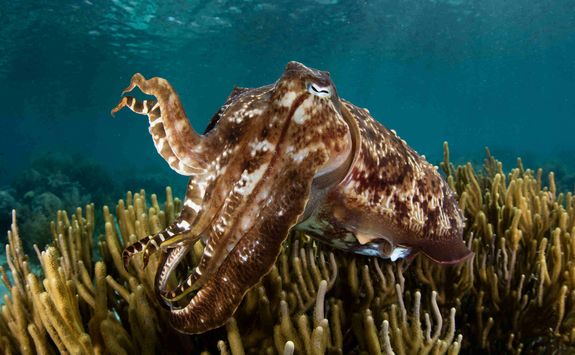 cuttlefish scuba diving Asia
