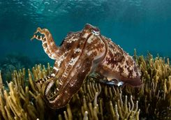 cuttlefish scuba diving Asia