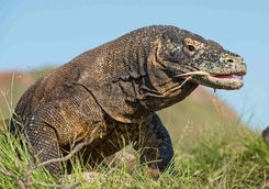 Komodo dragon Komodo National Park