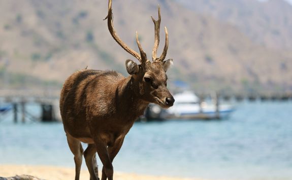 Sunda Deer Komodo Island