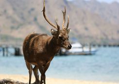 Sunda Deer Komodo Island
