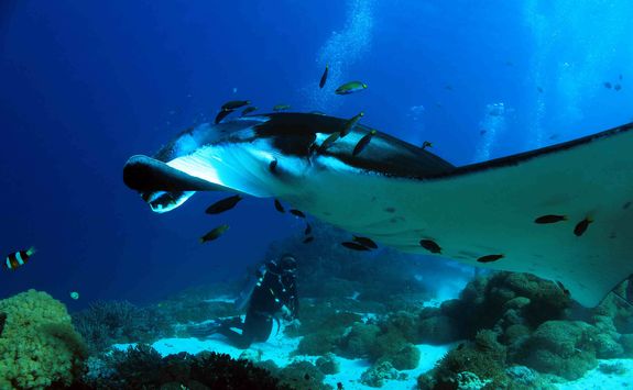 manta ray cleaning station Indonesia 