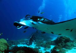 manta ray cleaning station Indonesia 