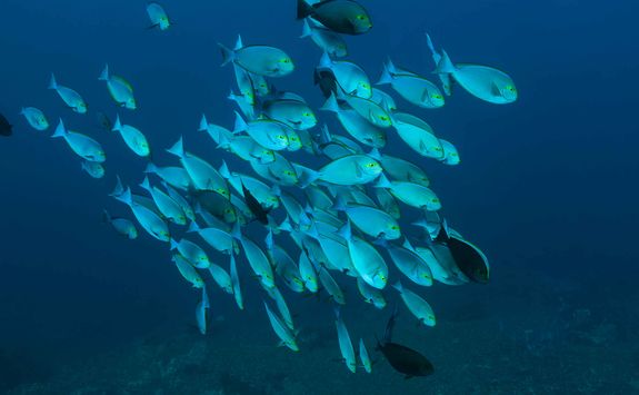 liveaboard scuba diving holiday in Komodo