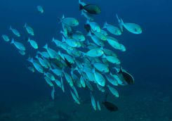 liveaboard scuba diving holiday in Komodo