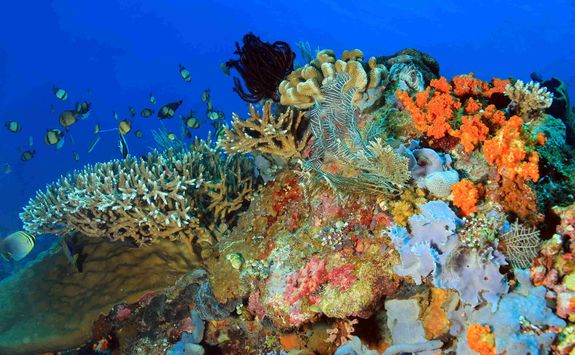 Komodo coral reef