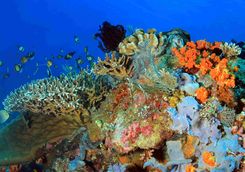 Komodo coral reef