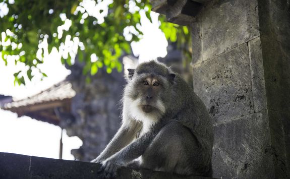 Bali wildlife