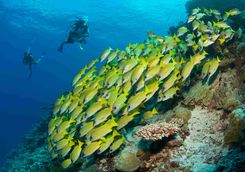 Diving Six Senses Laamu Maldives