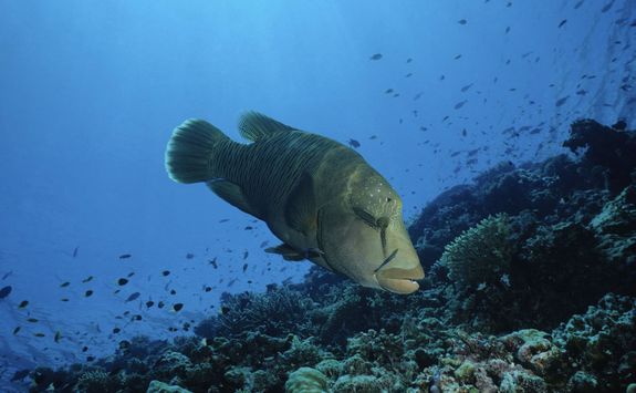 marine life maldives
