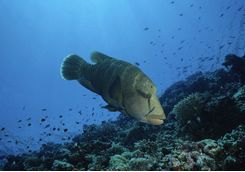 marine life maldives