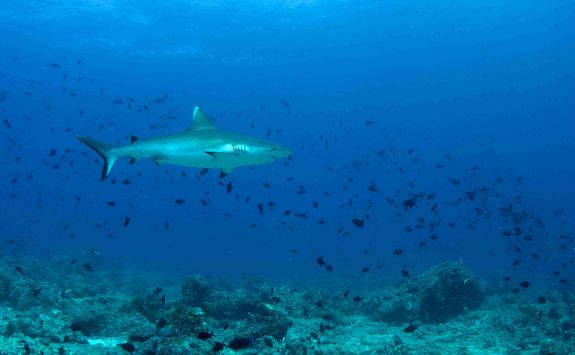 Reef shark scuba diving Indian Ocean