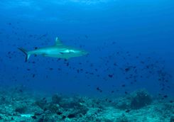 Reef shark scuba diving Indian Ocean