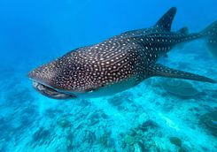 whale shark maldives