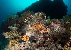 lionfish diving maldives