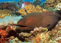 Moray eel maldives