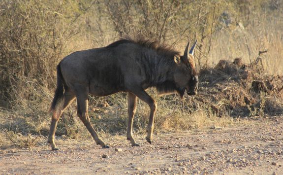wildebeest game spotting