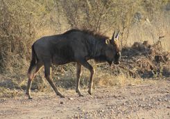 wildebeest game spotting