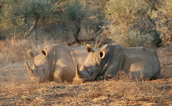 rhino conservation experience Madikwe Game Reserve