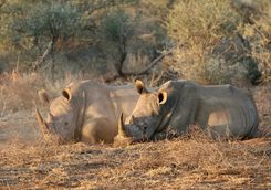 rhino conservation experience Madikwe Game Reserve