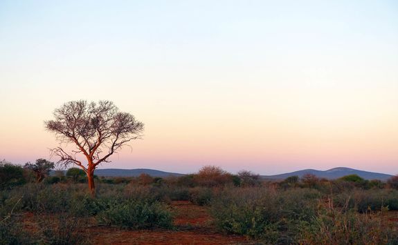 Madikwe sunrise game drive